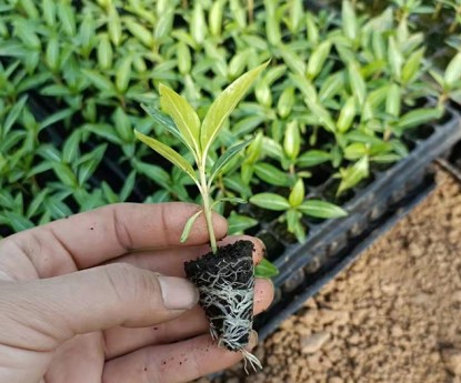 長(zhǎng)春花(穴盤苗)